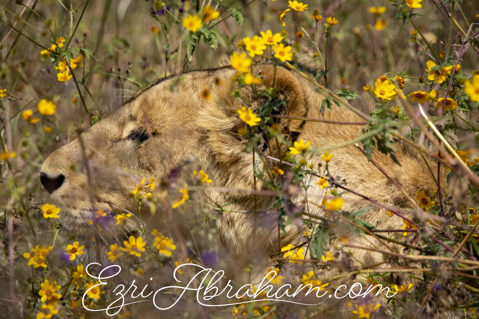 Wildlife photography